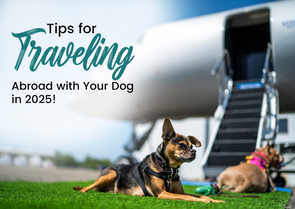 Tips for Traveling Abroad with Your Dog in 2025
